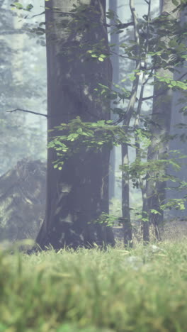 green grass in the forest at sunny summer morning