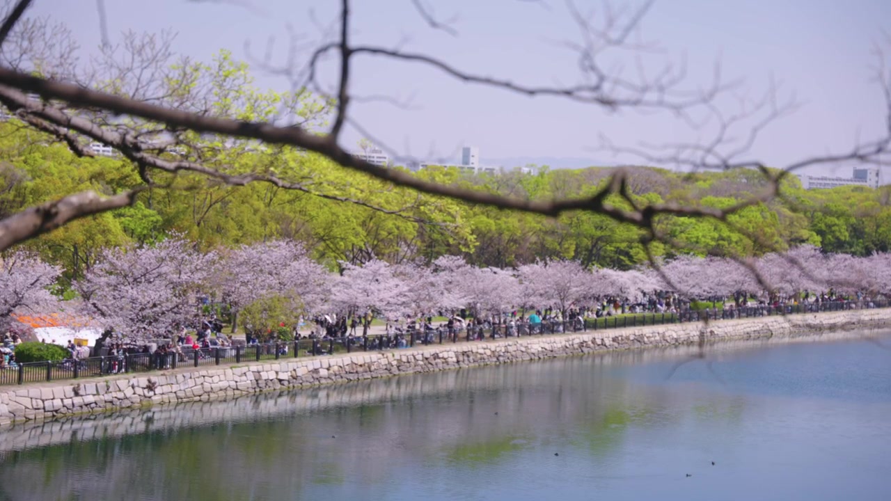 Alberi di sakura che fiancheggiano il muro del fossato esterno di Osaka, ripresa introduttiva primaverile durante l'Hanami.