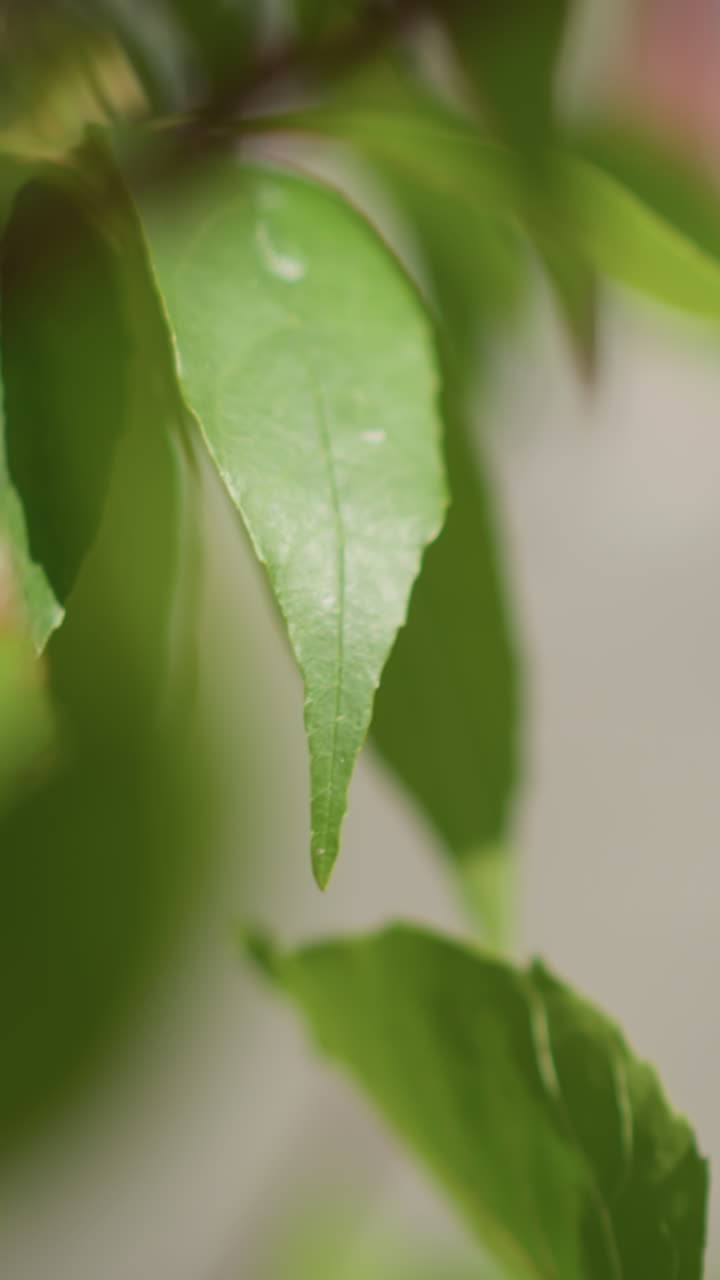 primer plano de hojas verdes en las ramas balanceándose suavemente en el viento con fondo borroso, mostrando follaje exuberante y belleza natural, ideal para la naturaleza, relajación