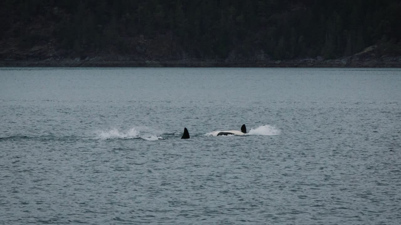 Pod of orcas playing in the discovery islands near Campbell River in desolation sound marine park next to Vancouer Island, British Columbia, Canada