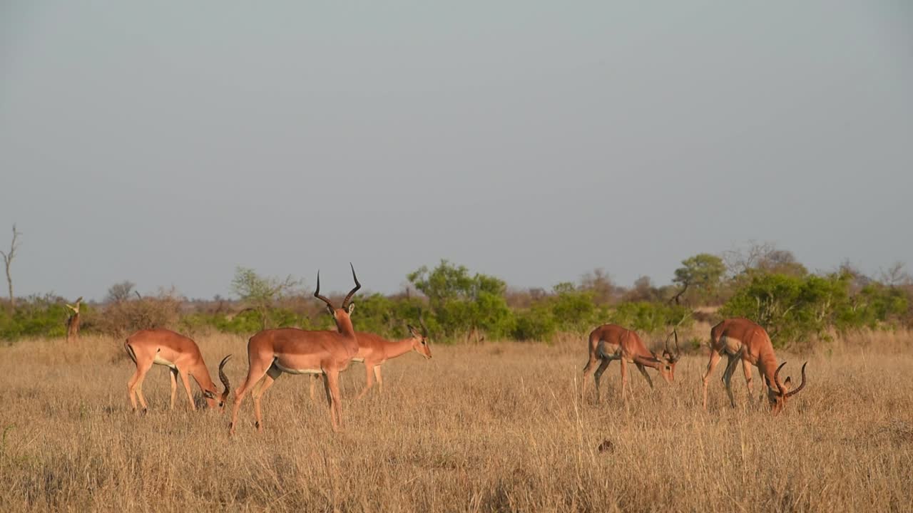 plano general de cinco machos impala pastando en los pastizales secos en el parque nacional kruger