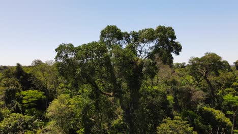 vista de un drone de un árbol de palo de rosa con la jungla nativa en el fondo
