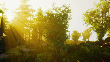 Forest-of-Beech-Trees-illuminated-by-sunbeams-through-fog