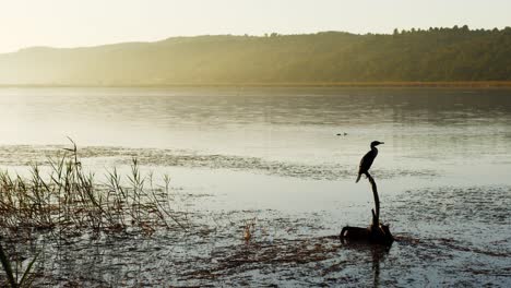 Un-área-De-Humedales-Con-Un-Cormorán-Encaramado-En-Un-Tocón-De-árbol-Muerto-Con-Agua-Suavemente-Ondulada