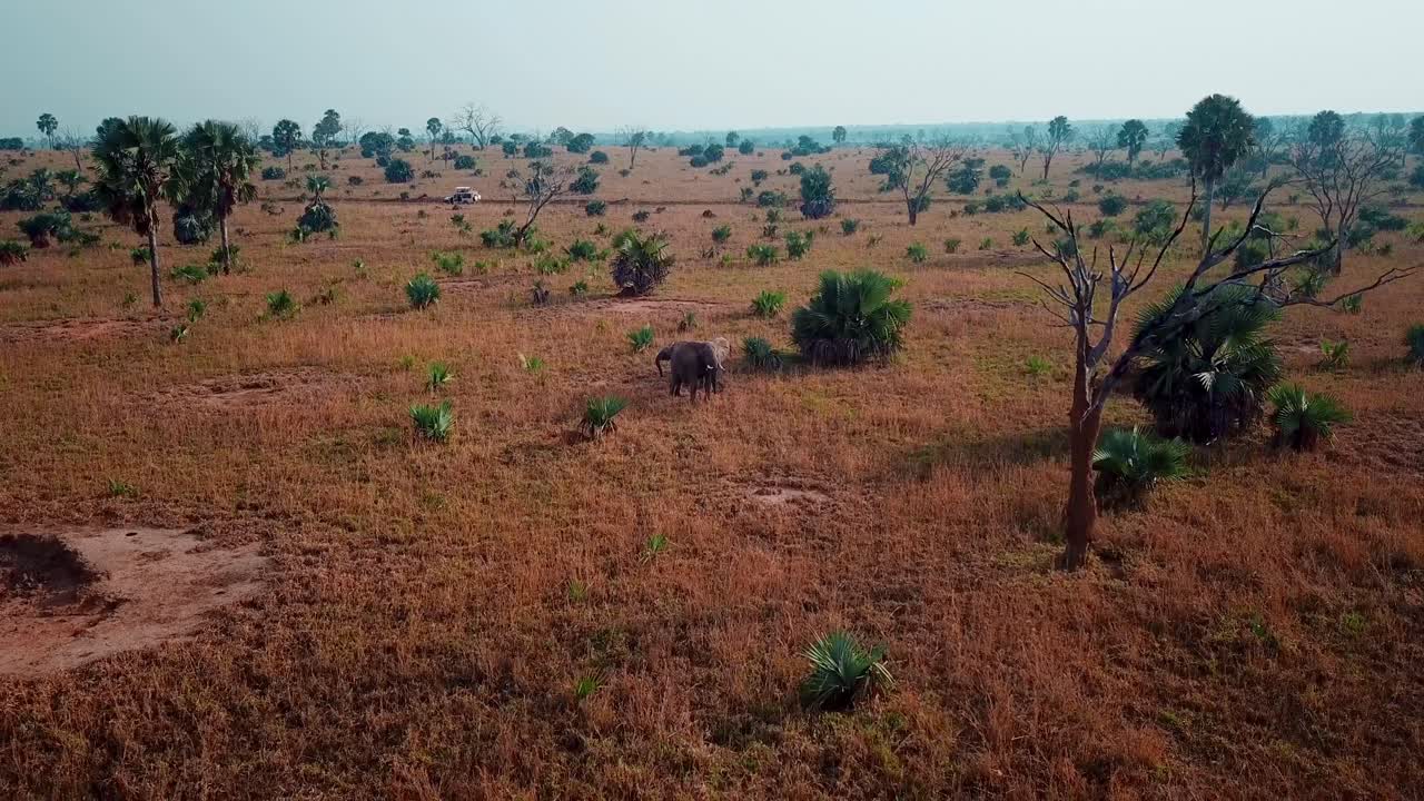 elefante africano caminando en la sabana de áfrica