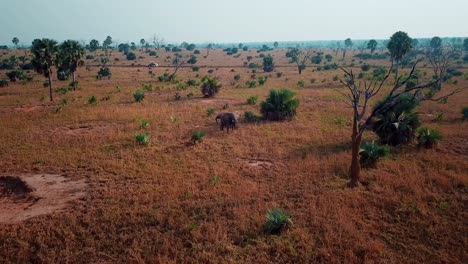 african elephant walking in the savanna of africa