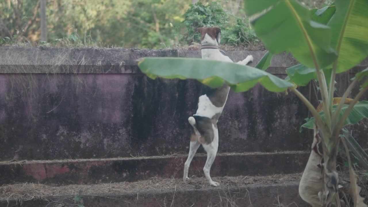 호기심 많은 잭의 중간 광각 샷