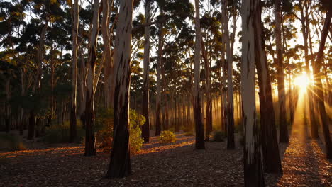 sunlight through eucalyptus forest