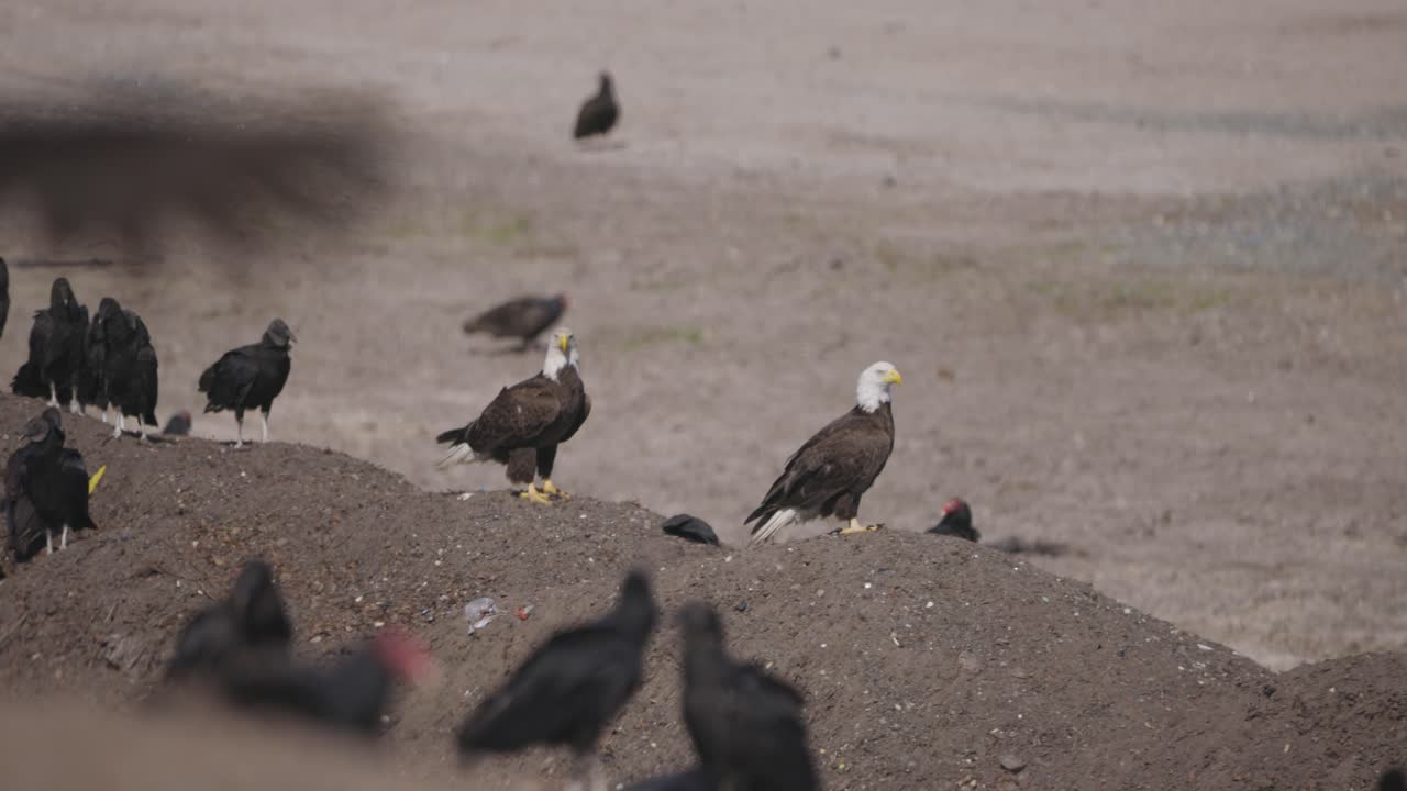 Bald Eagles stnding on mound and taking off with vultures flying around