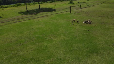 Domestic-Goat-Standing-And-Grazing-On-Pasture-With-Green-Grass-Near-Kilimanjaro,-Kenya