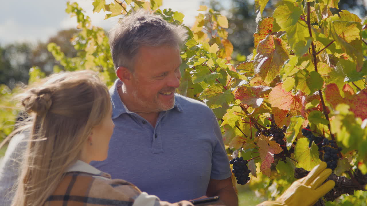 propietario masculino de viñedo con tableta digital y trabajadora chequeando las uvas en el campo en la cosecha