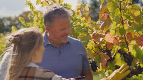 Propietario-Masculino-De-Viñedo-Con-Tableta-Digital-Y-Trabajadora-Revisando-Uvas-En-El-Campo-Durante-La-Cosecha