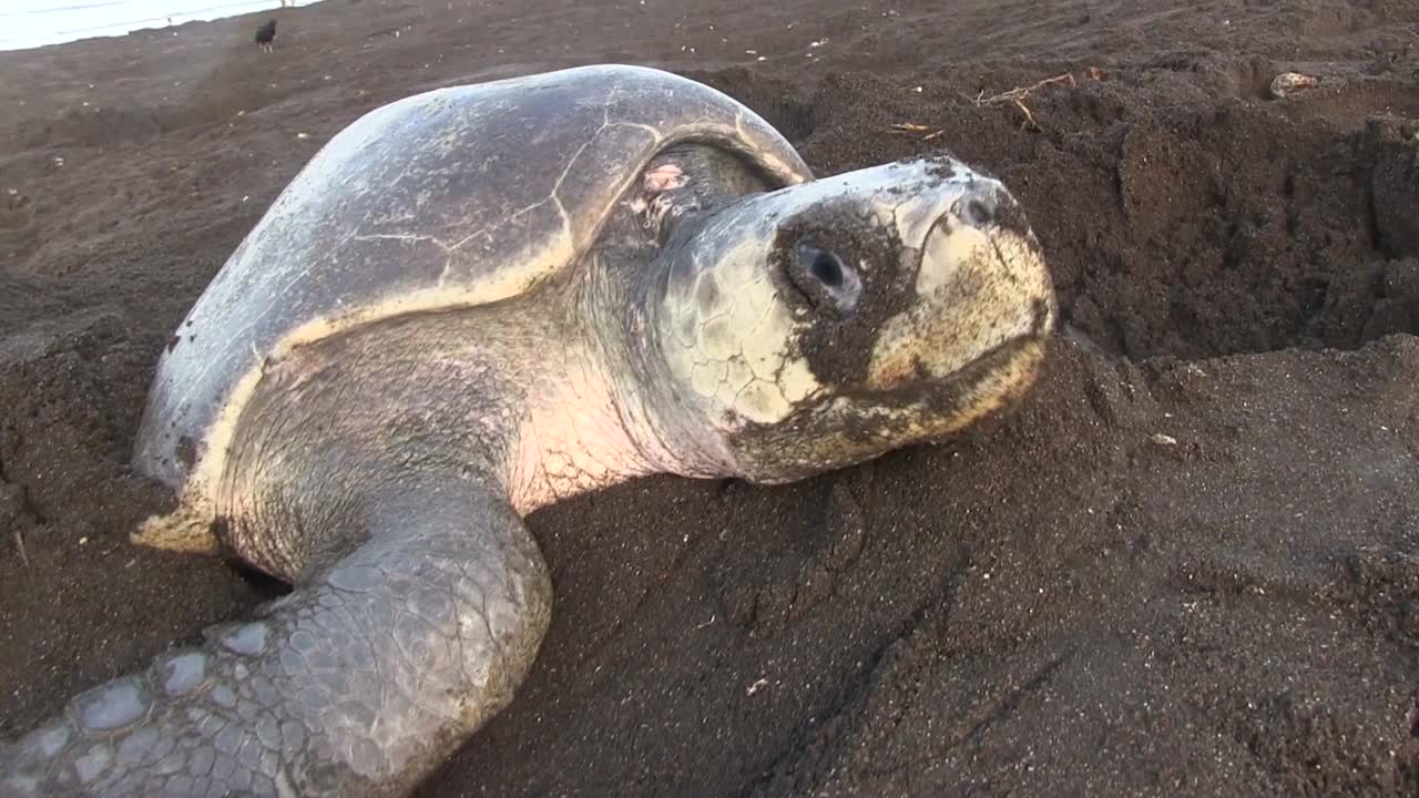 tortuga golfina de cerca cavando en la arena para poner huevos