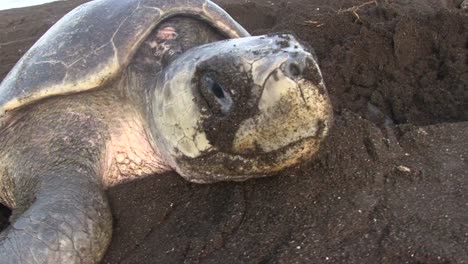 Olive-Ridley-sea-turtle-close-up-digging-in-the-sand-to-lay-eggs