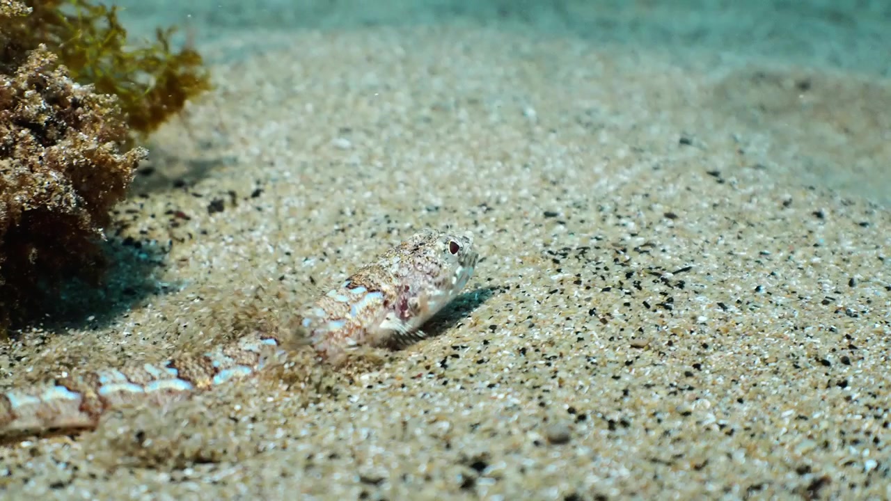 Un pesce lucertola giovane che scivola sul fondale sabbioso, seguito dalla telecamera finché non si seppellisce e si mimetizza completamente nel fondale marino.