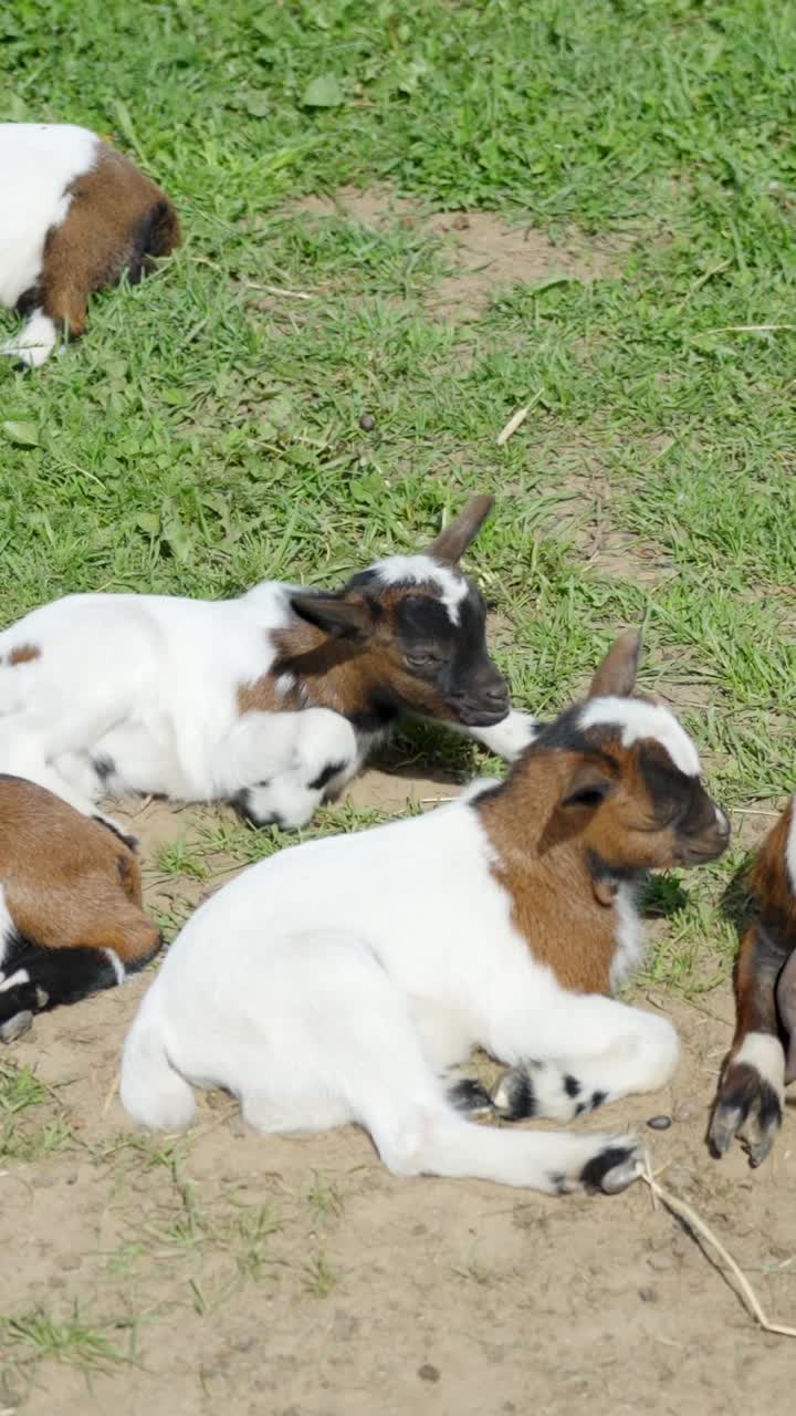 Dwarf goats relax on sunlit grassland at the zoo, enjoying a peaceful, warm day