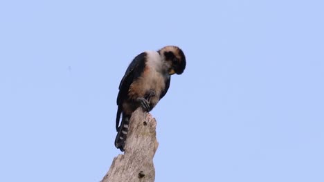 El-Falconet-De-Muslo-Negro-Es-Una-De-Las-Aves-Rapaces-Más-Pequeñas-Que-Se-Encuentran-En-Los-Bosques-De-Algunos-Países-De-Asia