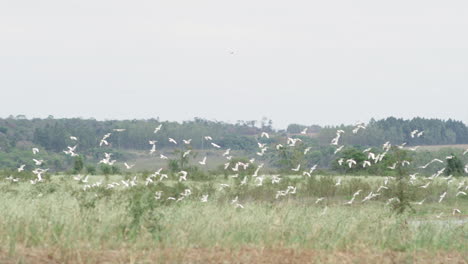 Slow-Motion-Shot-Of-A-Large-Skein-Of-Geese-Flying-In-Close-Formation