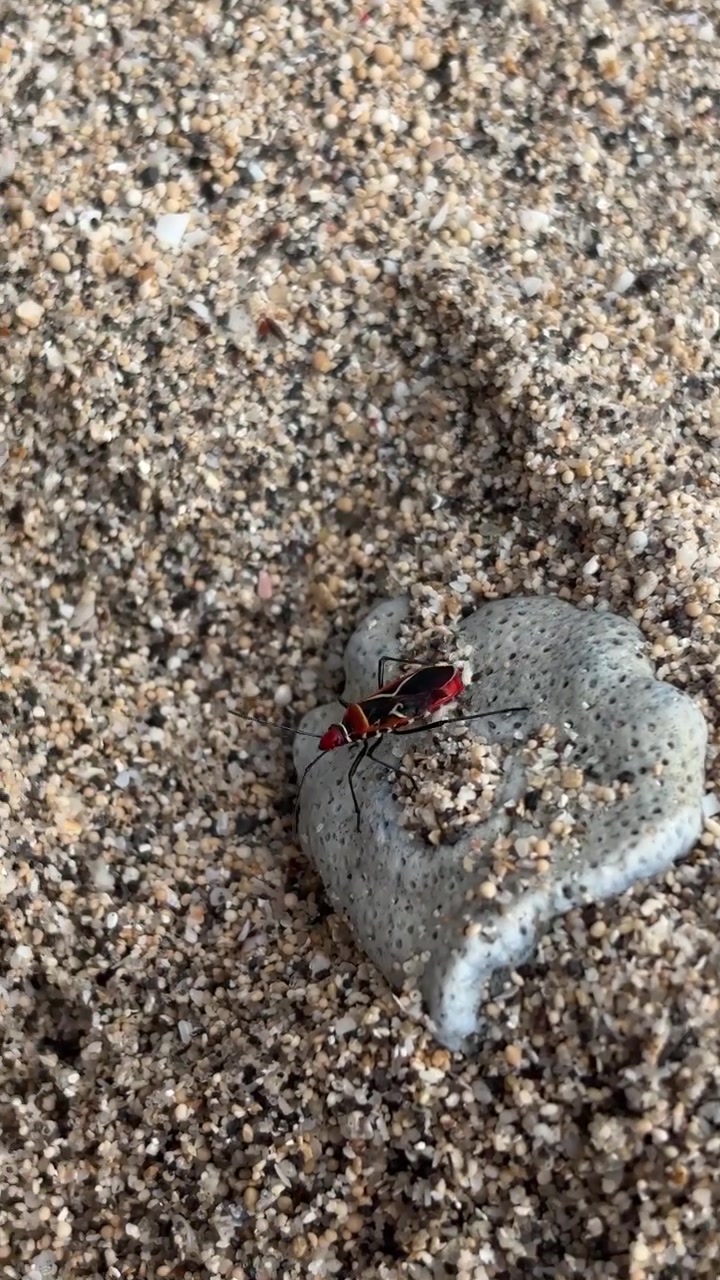 Red and Black Bug Crawling on Sandy Beach