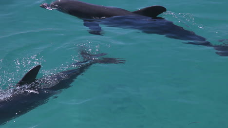 Delfines-05