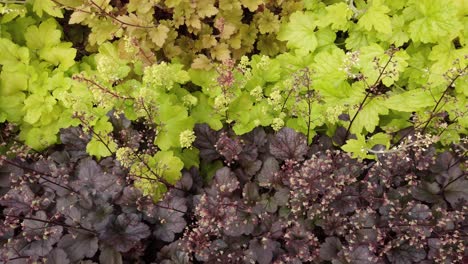 Hojas-Verdes-Y-Moradas-Frescas-De-Plantas-En-El-Jardín,-Vista-Superior,-Tiro-Panorámico