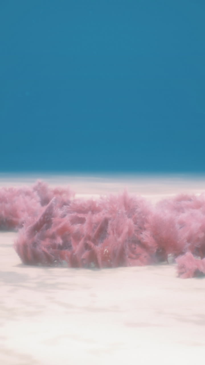 Underwater paradise teeming with delicate pink coral formations