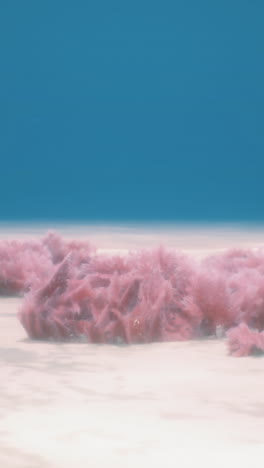 underwater paradise teeming with delicate pink coral formations