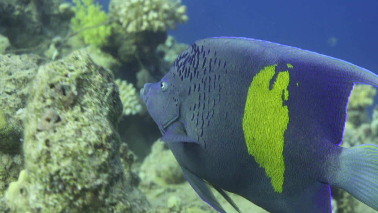 이집트 홍해의 산호초에 있는 아라비아 각 물고기