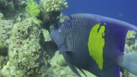 arabian angle fish in the coral reef of the red sea of egypt