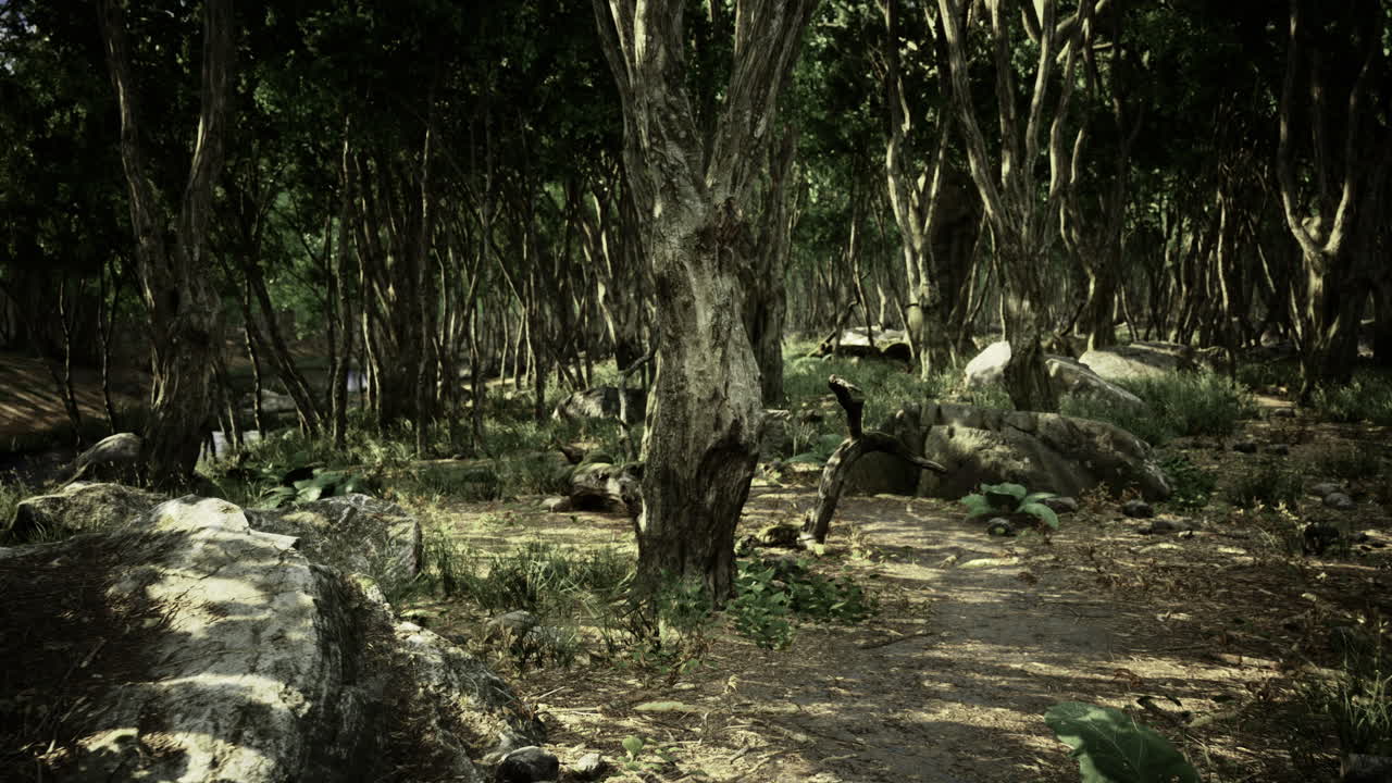 Mysterious forest landscape with rocks and trees during daylight hours