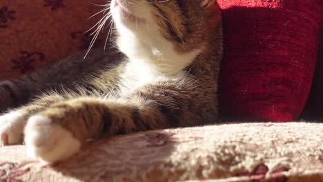 un primer plano de un gato tendido en un sofá