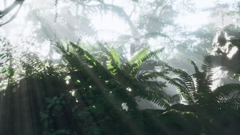 foggy jungle in the chiang dao mounts