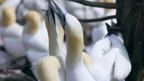 Northern-gannet-face-close-up-in-4k-60fps-slow-motion-taken-at-ile-Bonaventure-in-Percé,-Québec,-Gaspésie,-Canada