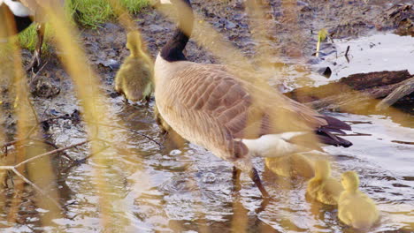 a tender slow-motion portrayal of new geese learning basic behaviors.