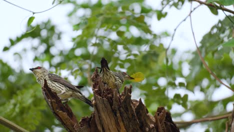 un par de pájaros estorninos brillantes asiáticos inmaduros junto al agujero del nido en un árbol podrido