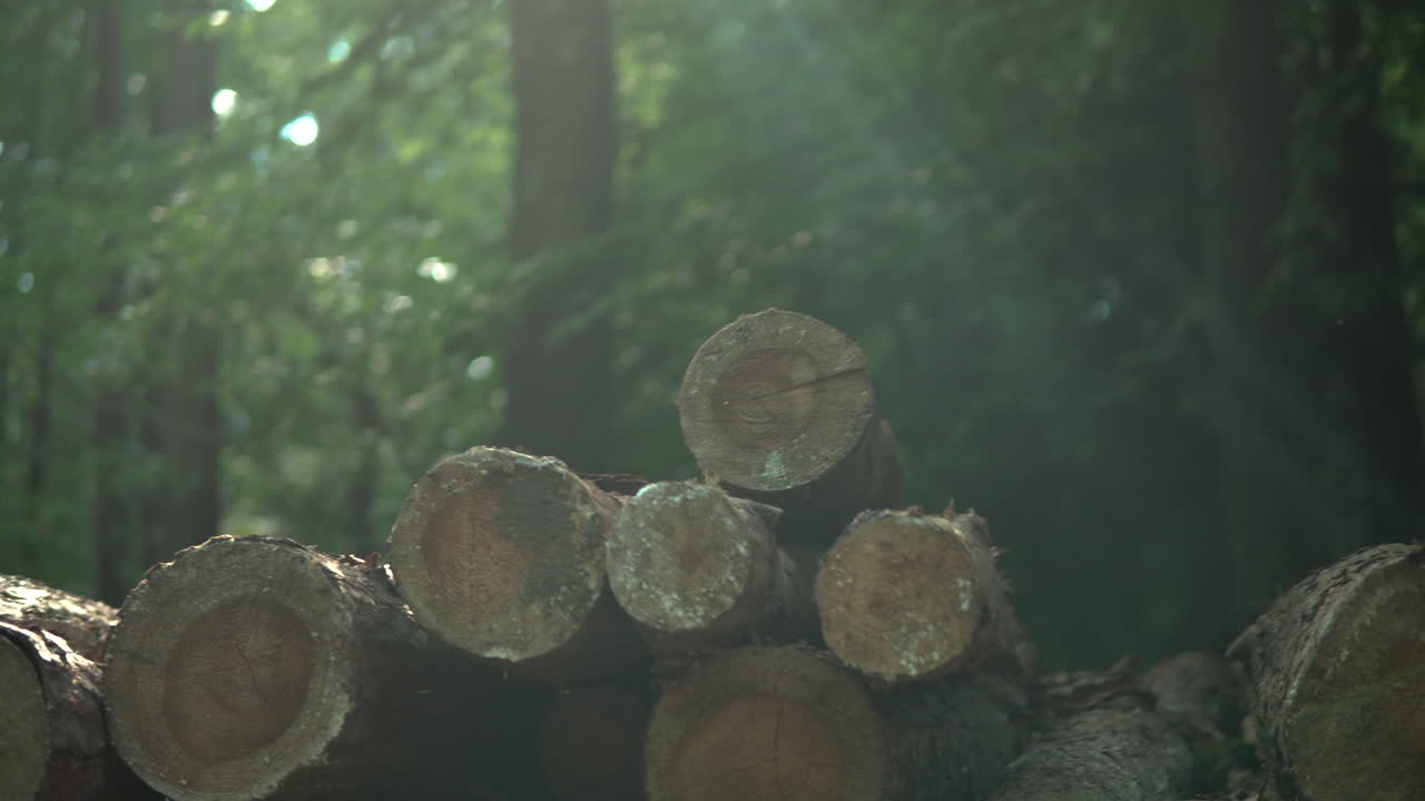 A Wood Pile of Logged Tree Trunks Lay In front of a Forest on a Sunny Day, Close Up Slider Pan with Sunflares