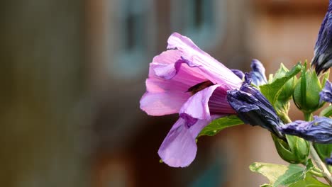 bee backing out of a pink flower in the garden, and then he flies away from his close up