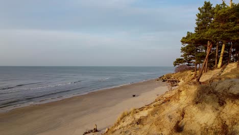 aerial view of baltic sea coastline at bernati beach in latvia, flying forward trough tight coastal pine forest over white sand beach, wide angle establishing drone shot