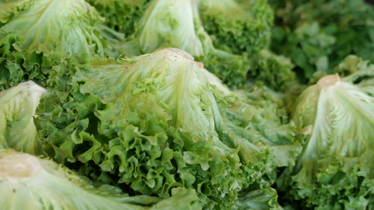 Pazarda sergilenen taze yeşil marullar