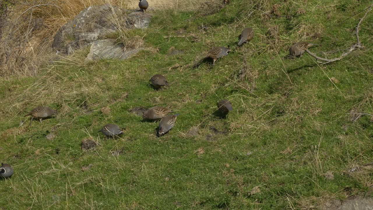 Group Of Quail Birds Foraging On Grass Field In South Island, New Zealand - High Angle Shot
