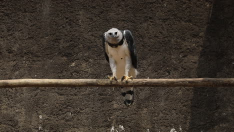 The-harpy-eagle-is-a-neotropical-species-of-eagle