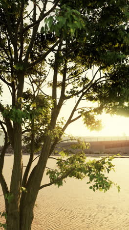 un solo árbol se alza en un paisaje desértico al atardecer
