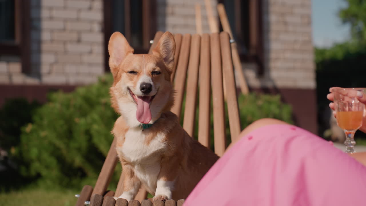 Corgi Enjoys Sunny Garden Lounge, Loyal Dog Sits Peacefully By Owner During Warm Afternoon In Garden, Friendly Corgi Shares Tranquil Moment With Owner On Terrace With Refreshing Drink