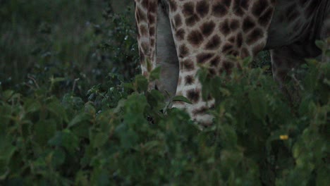 rear of a giraffe legs while grazing in aberdare national park, kenya, africa