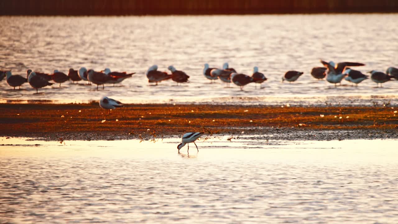 Pied Avocet walks on stilted legs across shallow water in front of flock of gulls at sunset