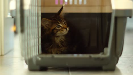 cute adorable small kitten inside transport box