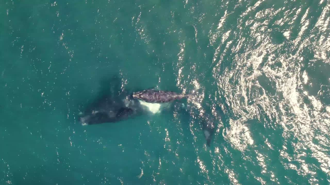 Stunning aerial View of Humpback Whales and Calves Migrating