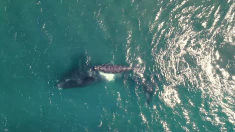 stunning aerial view of humpback whales and calves migrating