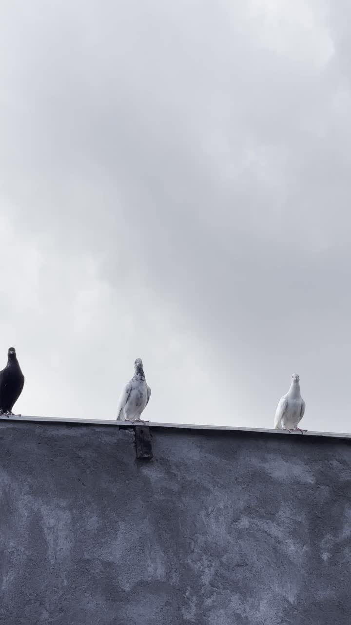 Piccioni che camminano lungo un muro di cemento sotto un cielo nuvoloso