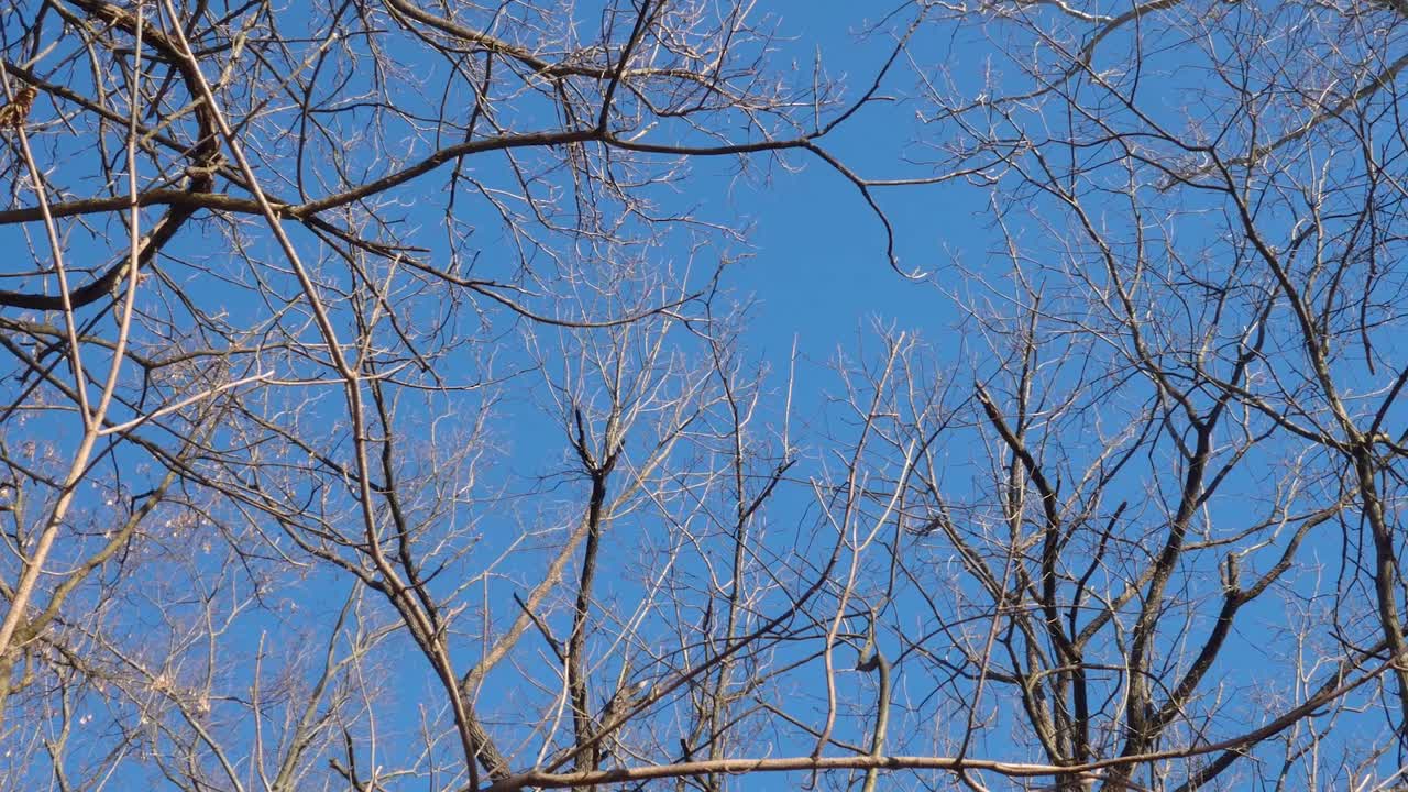Wide panning shot of top of trees blowing in the wind in nature with blue sky during winter